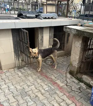 1+ year Female Purebred German Shepherd