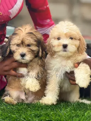 1-3 months Female Purebred Lhasa Apso