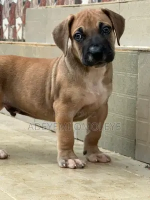 1-3 months Female Purebred Boerboel