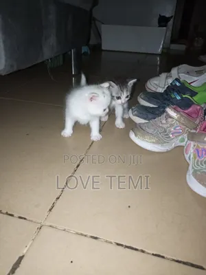 0-1 month Female Purebred Persian