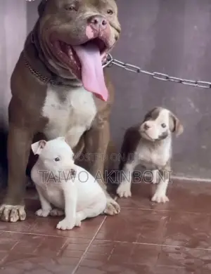 1-3 months Female Purebred American Bully