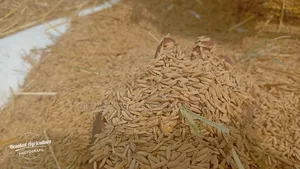 Rice Threshing Machine