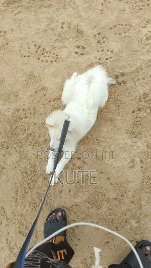 1+ year Male Purebred American Eskimo