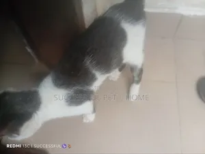 1-3 months Female Purebred American Shorthair