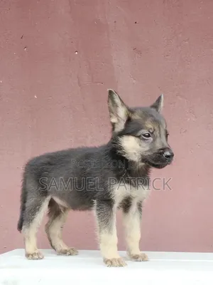 1-3 months Male Purebred German Shepherd