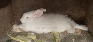 Ready to Mate Angora Female Rabbit