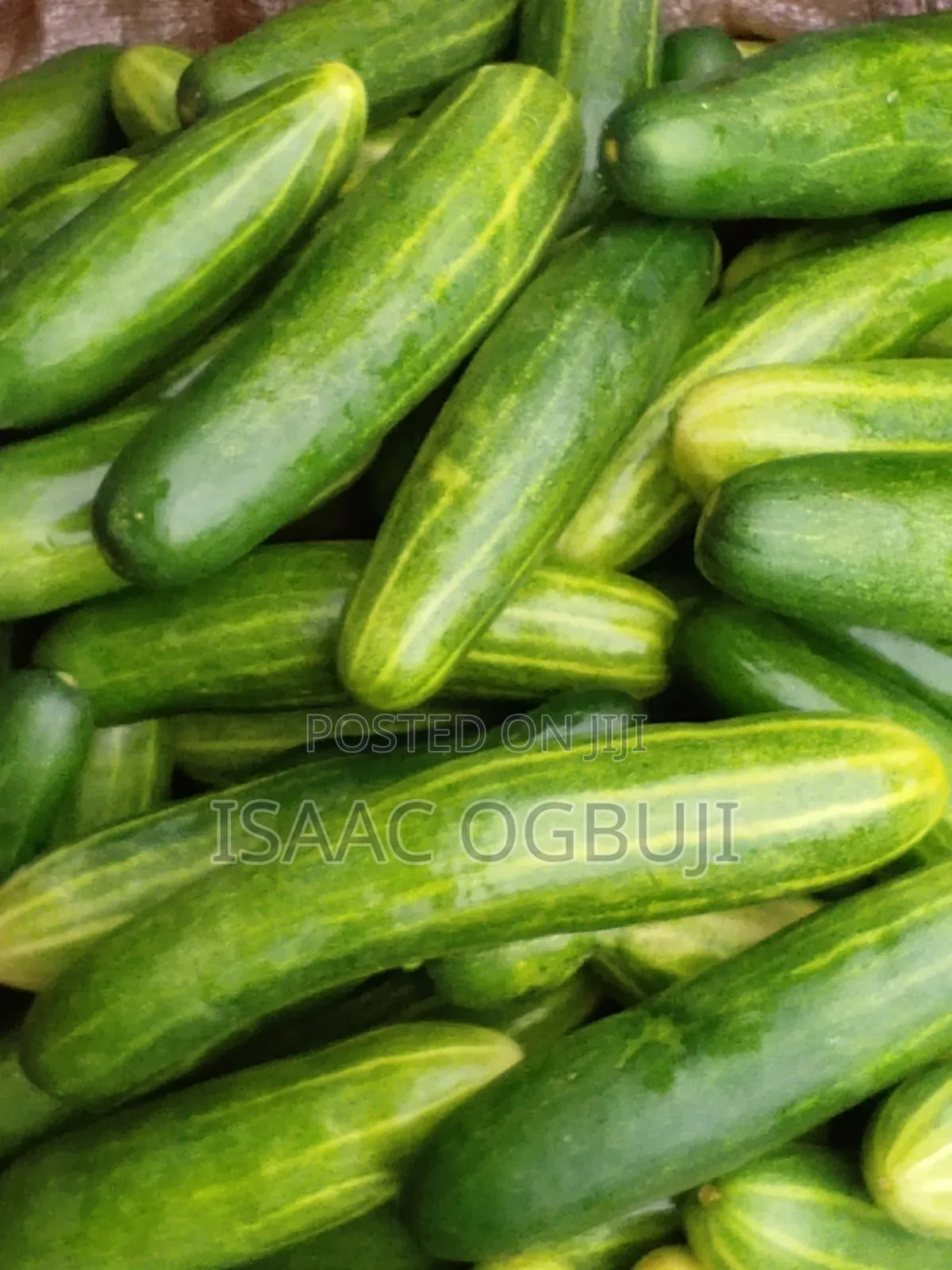 Cucumber Fruit