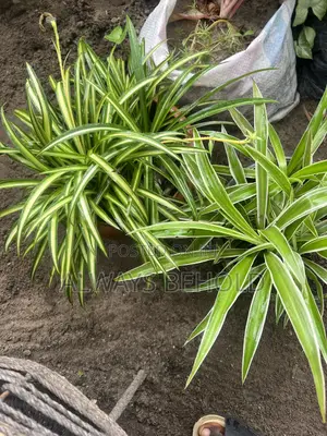 Variegated Spider Plants (Chlorophytum Comosum).