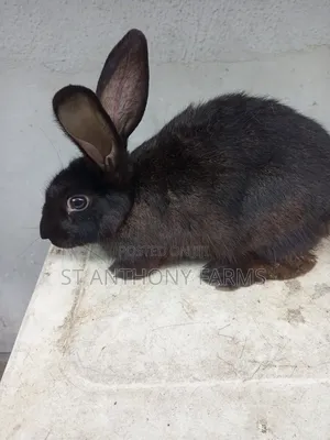 Matured Bunnies, for Breeding.
