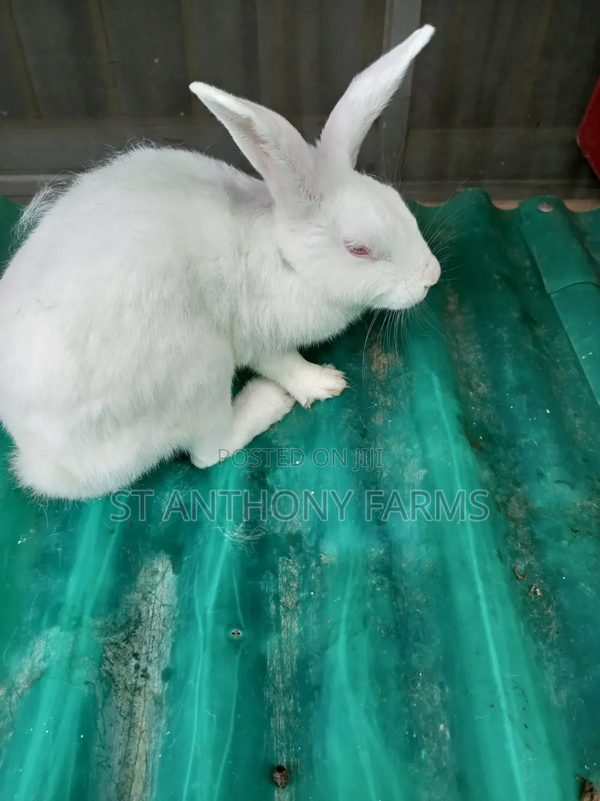 Matured Bunnies, for Breeding.