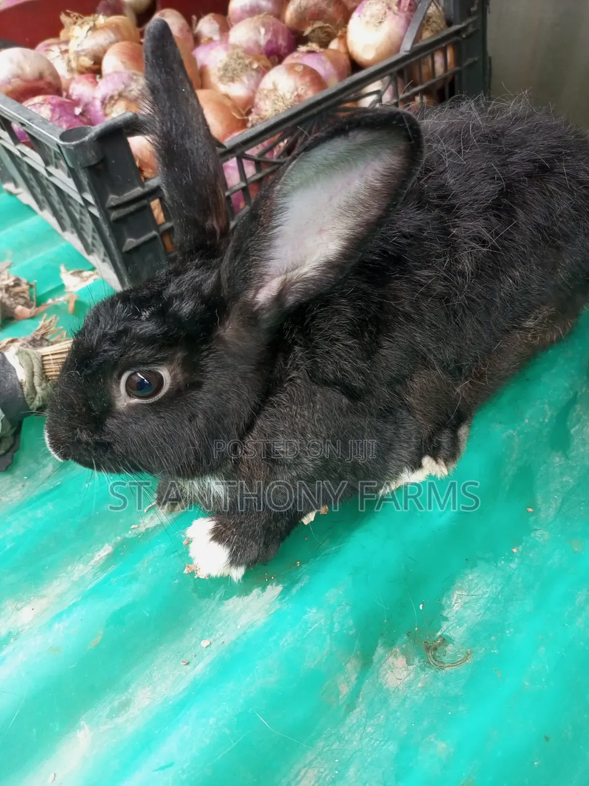 Matured Bunnies, for Breeding.