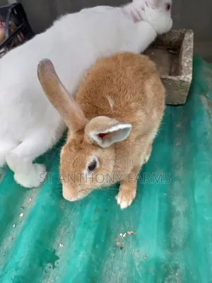 Bunnies Pet , For Breeding At An Affordable Price