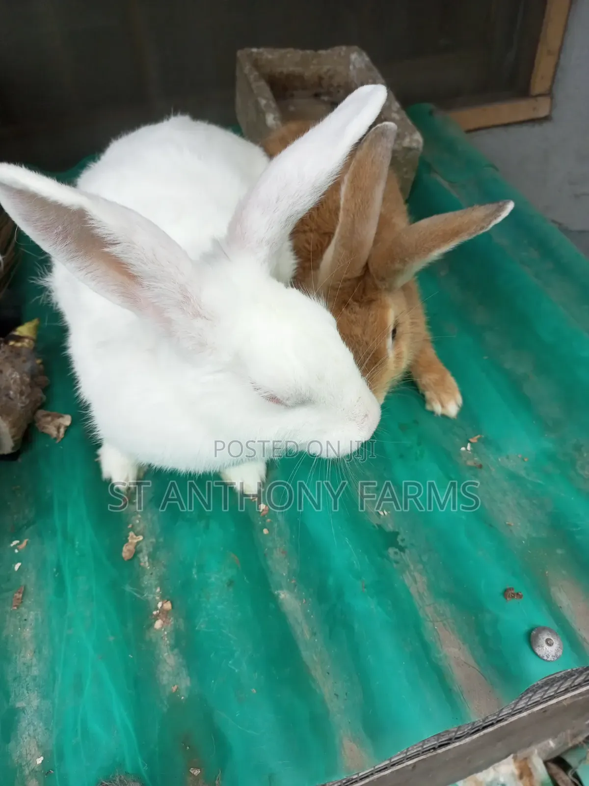 Cute Bunnies