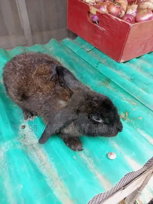 Cute Bunnies
