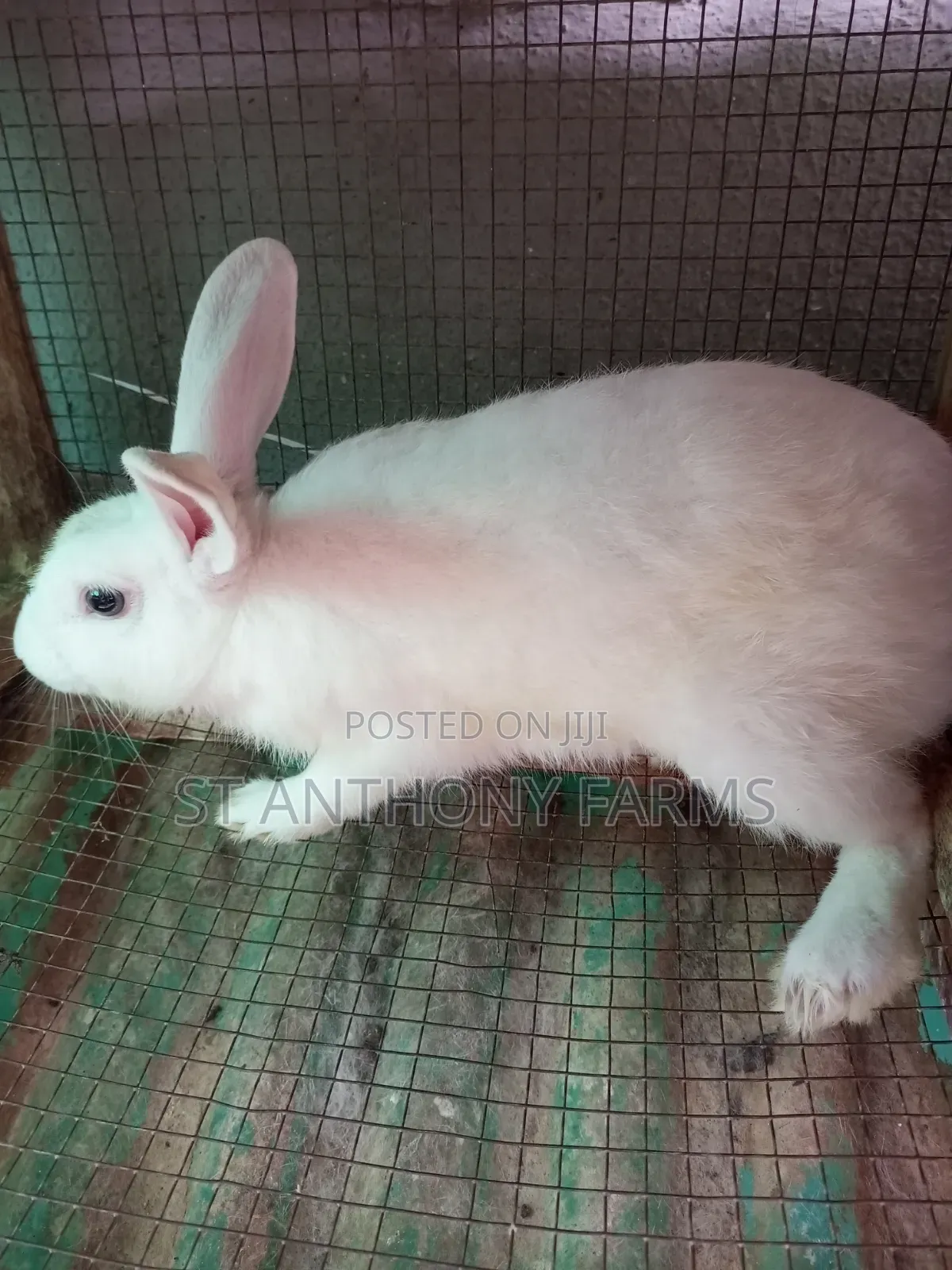 Cute Bunnies