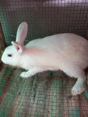 Cute Bunnies