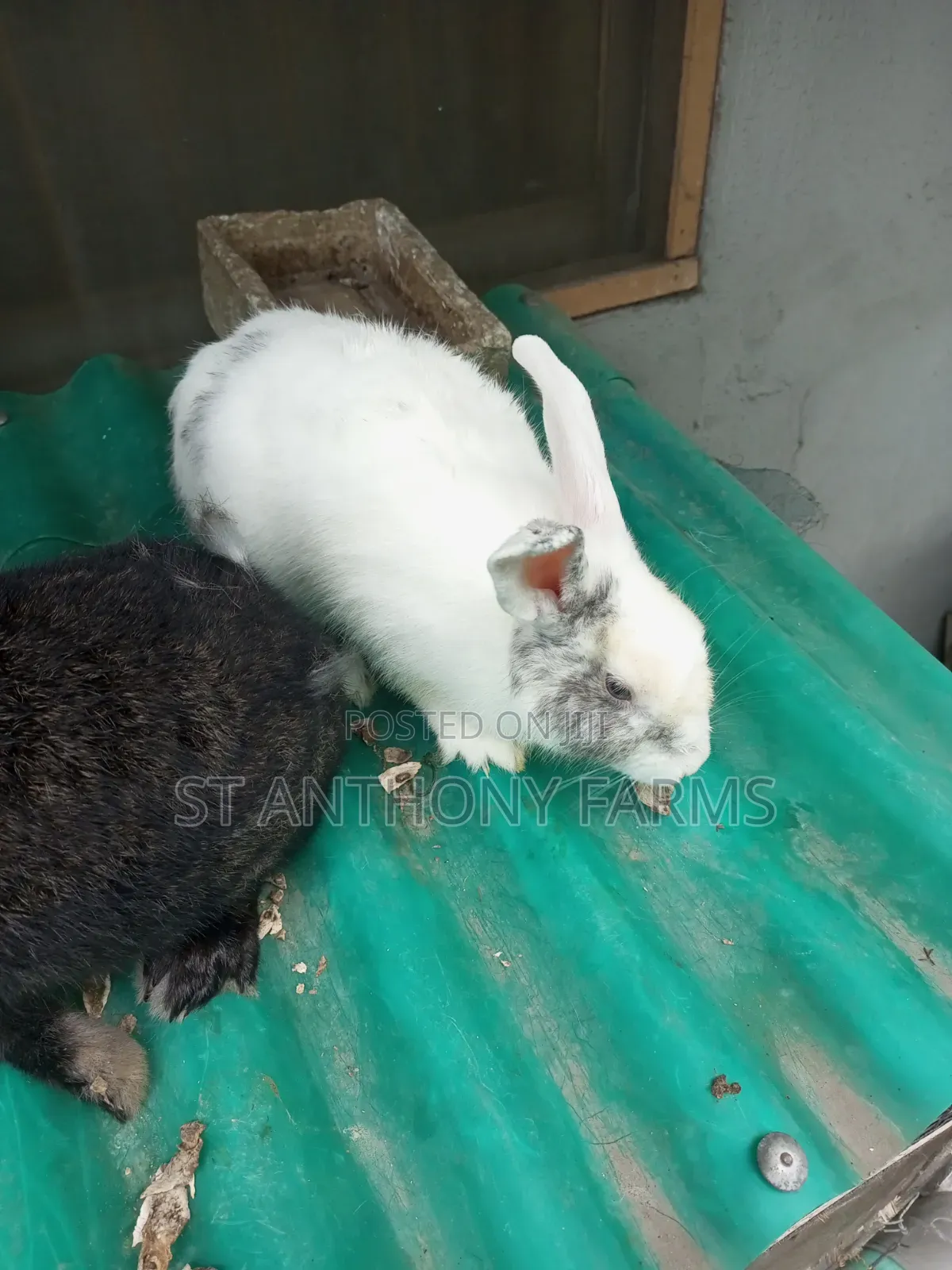 Beautiful Rabbits For Pet And Meat
