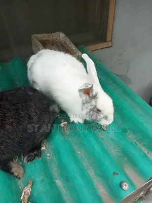 Beautiful Rabbits For Pet And Meat