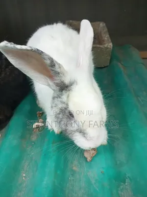 Beautiful Rabbits For Pet And Meat