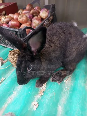 Beautiful Rabbits For Pet And Meat