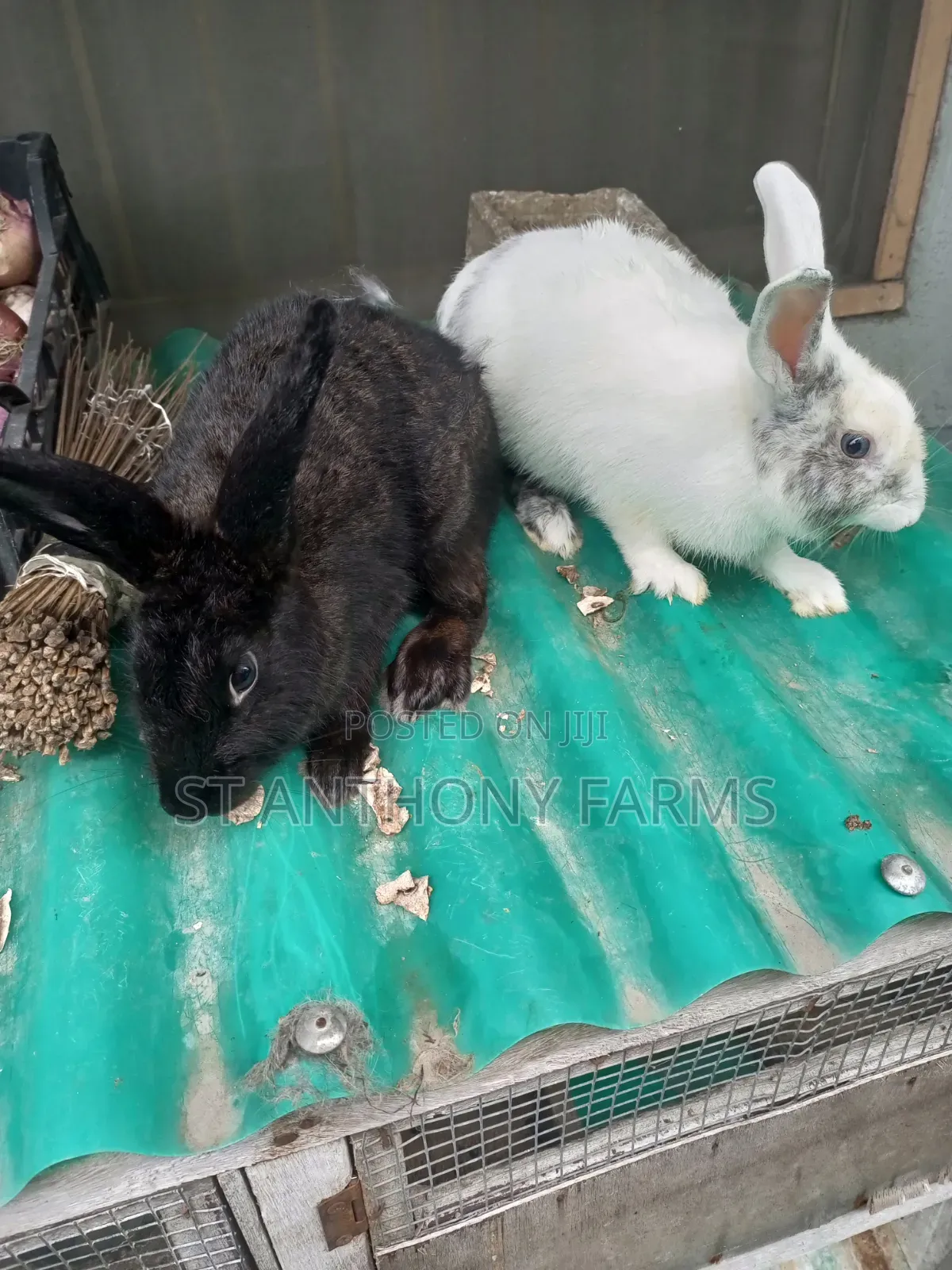 Beautiful Rabbits For Pet And Meat