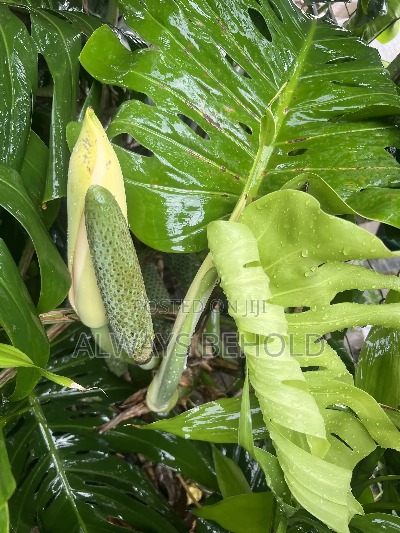 Monstera Deliciosa,