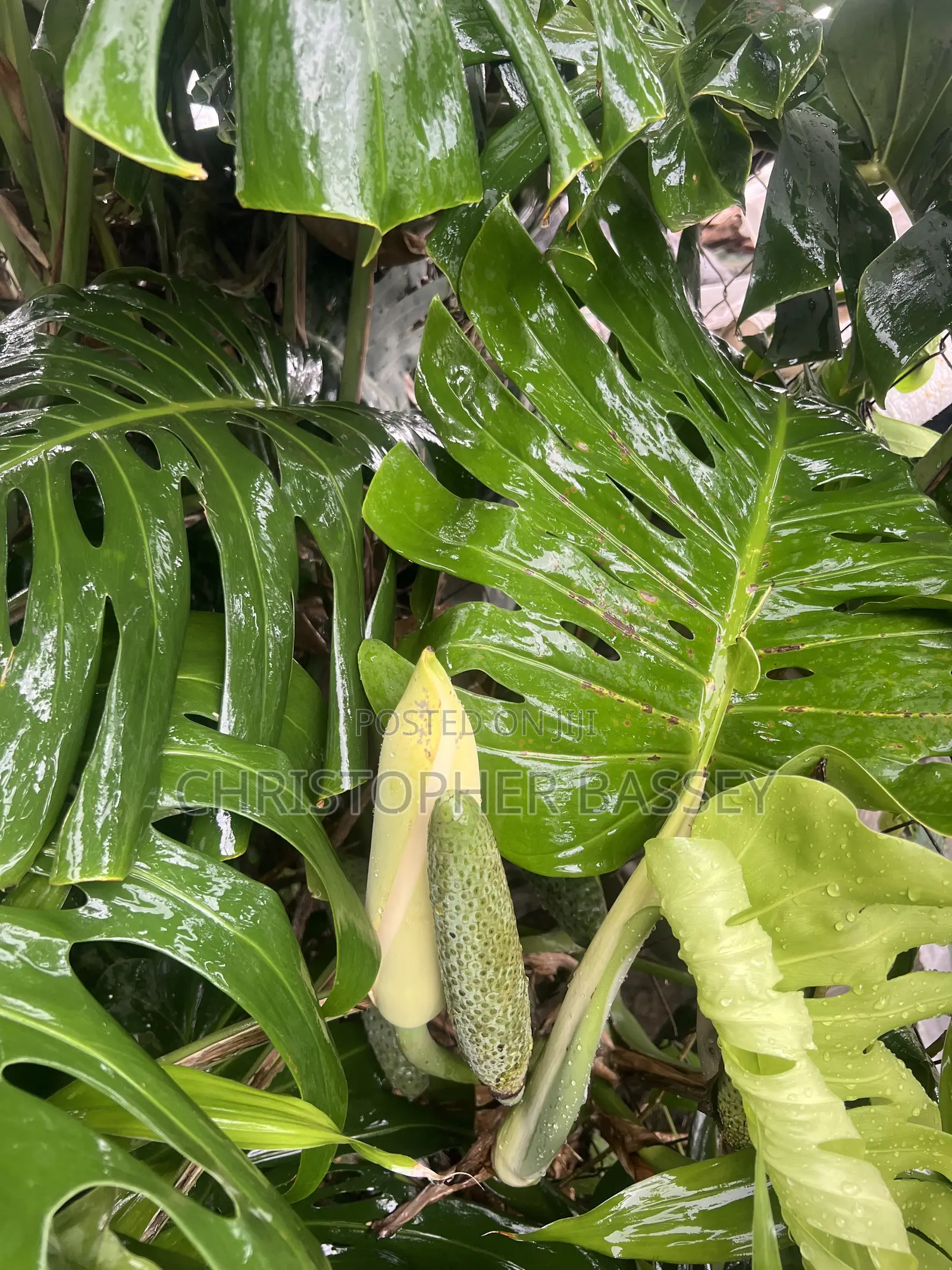 Monstera Deliciosa,