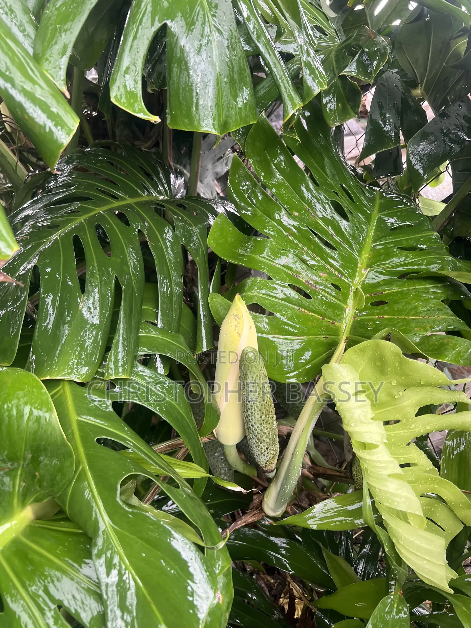Monstera Deliciosa,