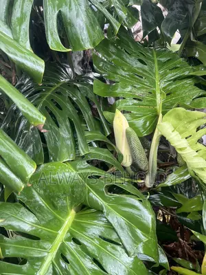 Monstera Deliciosa,