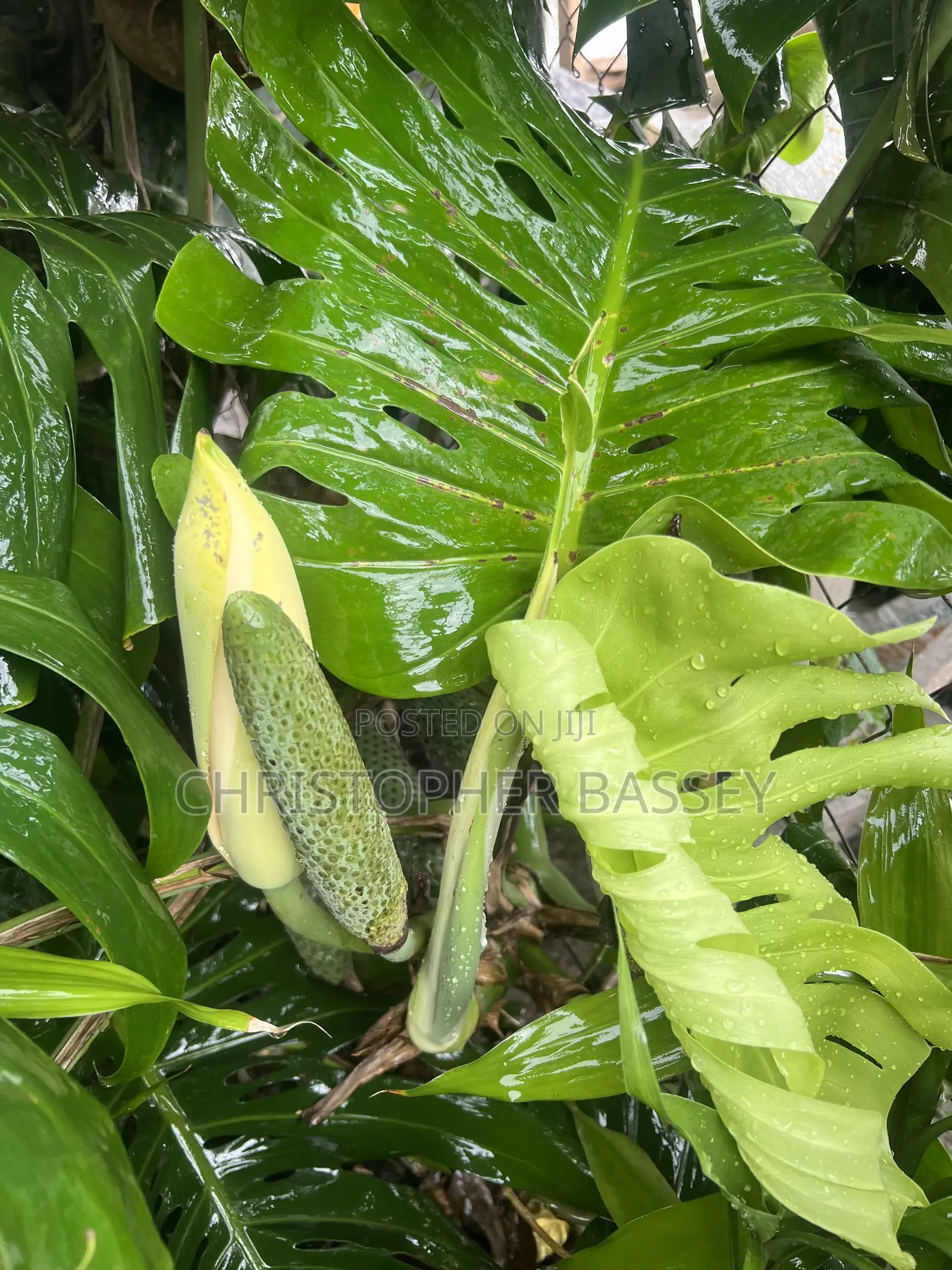 Monstera Deliciosa,