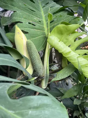 Monstera Deliciosa,