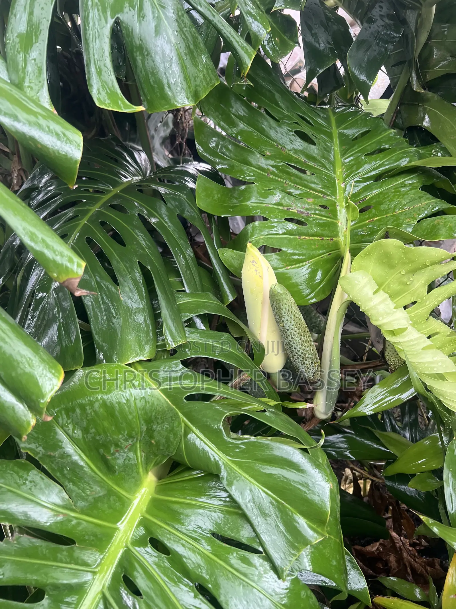 Monstera Deliciosa,