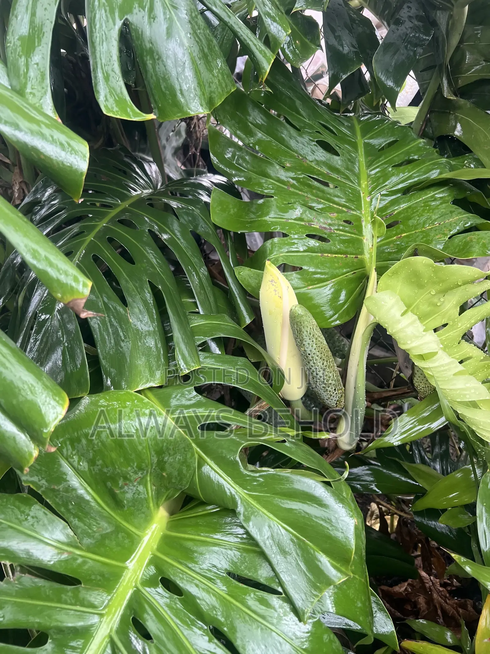 Monstera Deliciosa,