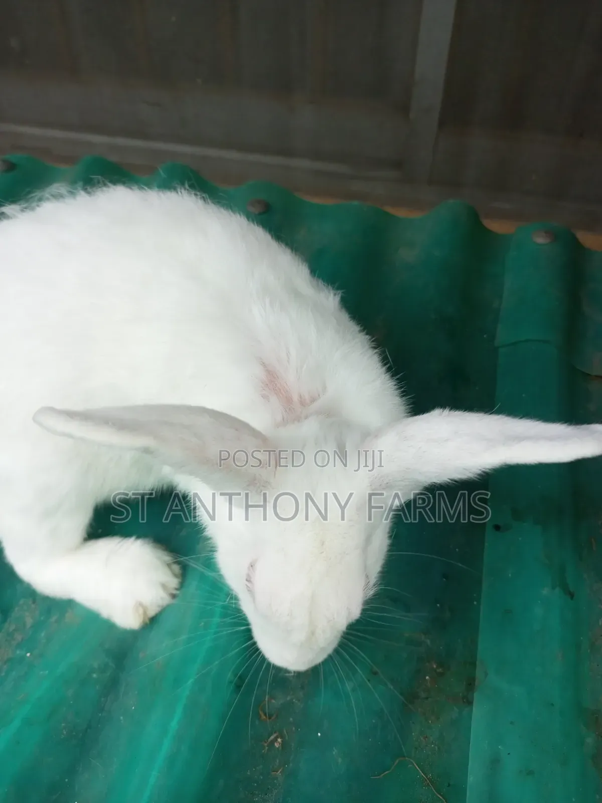 Matured Bunnies