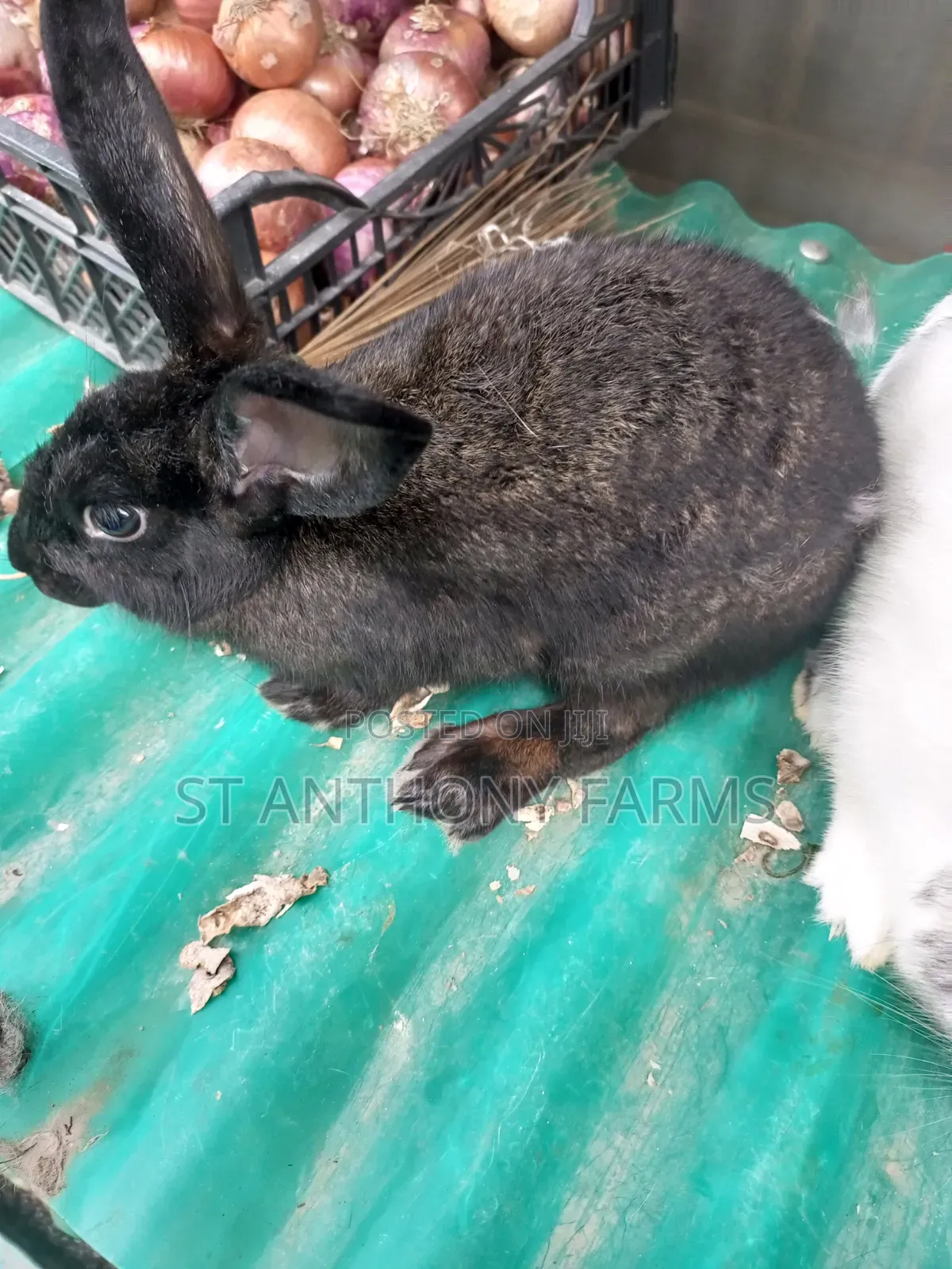 Matured Bunnies