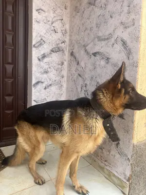 1+ year Male Mixed Breed German Shepherd