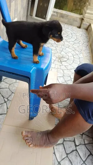 1-3 months Female Purebred Rottweiler