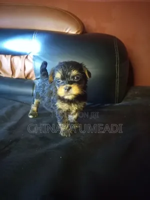 0-1 month Female Purebred Lhasa Apso