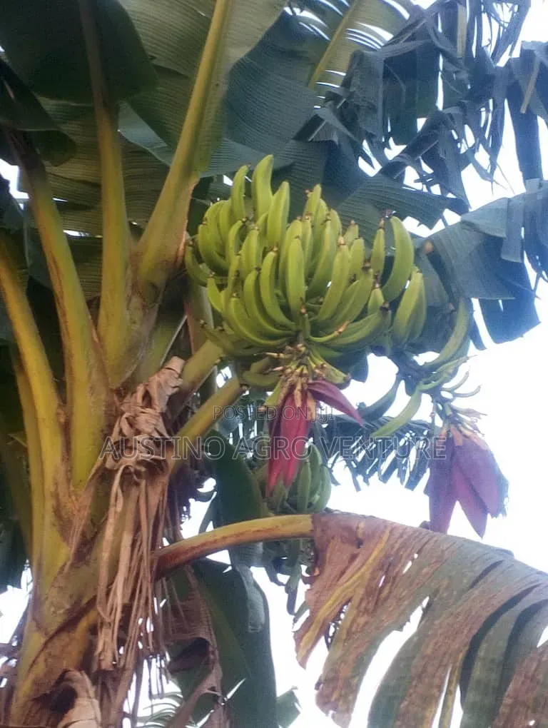 Double Head Plantain Suckers