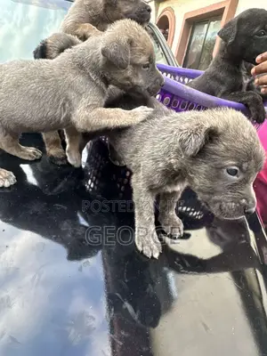 0-1 month Female Mixed Breed Boerboel