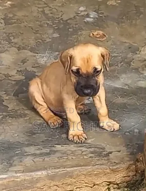 1-3 months Female Purebred Boerboel