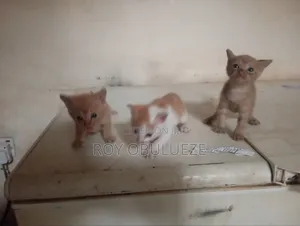1-3 months Female Purebred American Shorthair