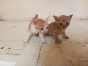 1-3 months Male Purebred Cat