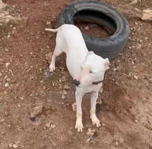 3-6 months Female Purebred American Bully