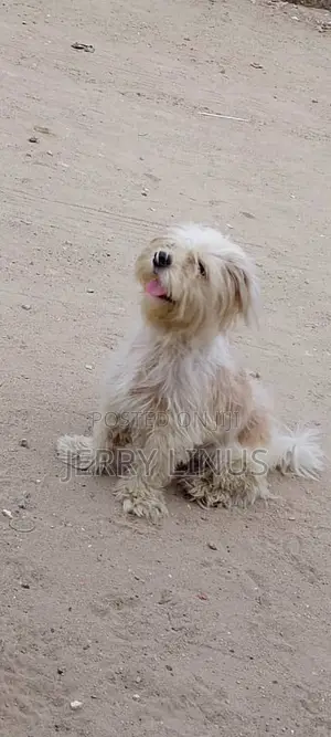 1+ year Male Purebred Lhasa Apso