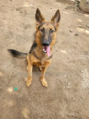 6-12 months Female Purebred German Shepherd