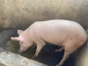 Large White Pigs for Sale