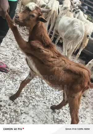 Native Goats for Sale