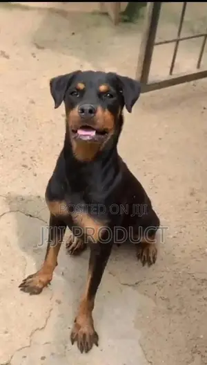 6-12 months Female Purebred Rottweiler