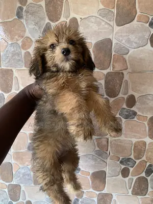 3-6 months Male Purebred Lhasa Apso